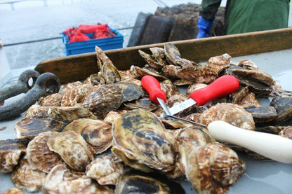 Oyster Sampler (3 Dozen Oysters)