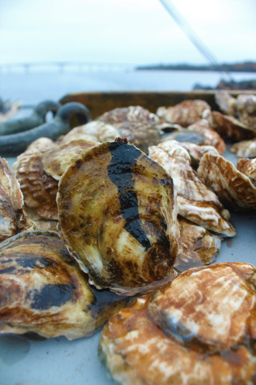 Oyster Sampler (3 Dozen Oysters)