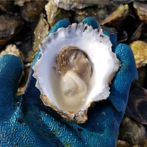 Watch Hill Oysters