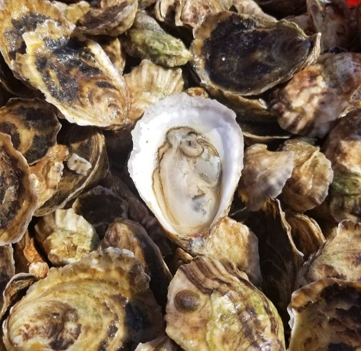 Watch Hill Oysters