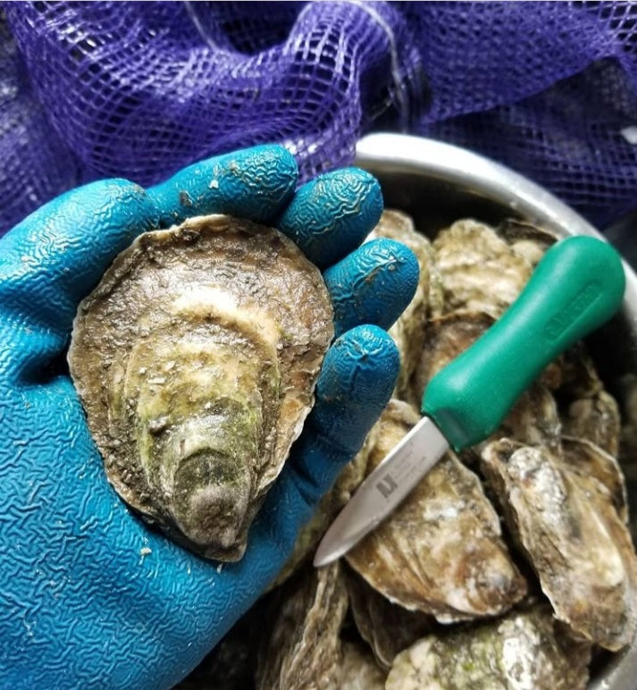 Watch Hill Oysters